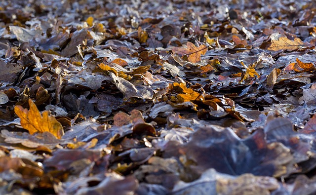 Prisguide: Sådan beregnes prisen på træfældning