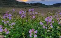 A field full of purple flowers under a cloudy sky